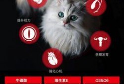 料理猫最新爆料,揭秘美食界的神秘力量与独家秘籍