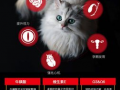 料理猫最新爆料,揭秘美食界的神秘力量与独家秘籍